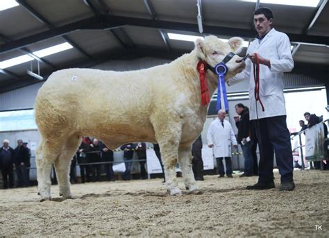 In Pictures Elite Charolais Heifer Sale Peaks At 14 500 30 November