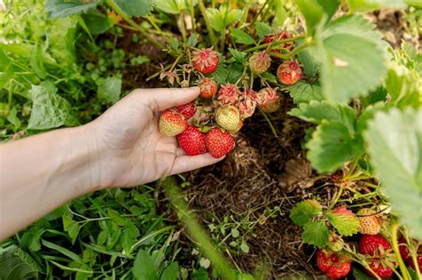 Concepto de jardinería y agricultura mujer trabajadora agrícola