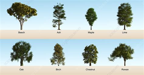 Hardwood trees, illustration - Stock Image - C028/4237 - Science Photo ...