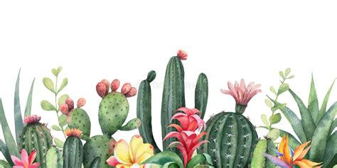 Insieme Di Vettore Dell Acquerello Dei Cactus E Della Crassulacee