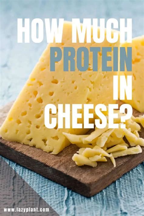 Is cheese a healthy source of protein? - LazyPlant