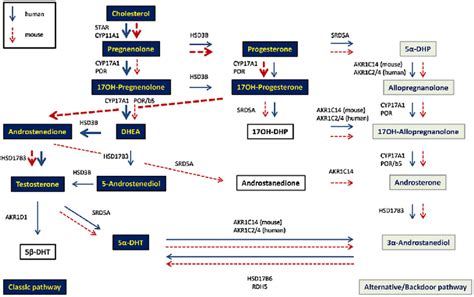 Schematic Representation Of Murine And Human Gonadal Androgen