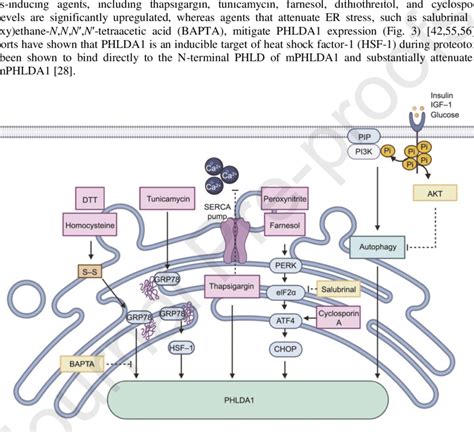 Agents Of Er Stress And Autophagy Activate Phlda Pointed Arrows