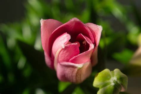 Close Up Of Pink Tulip · Free Stock Photo