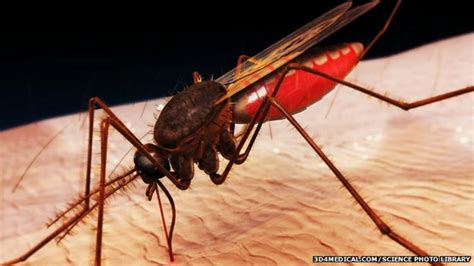 Fears That Ebola Crisis Will Set Back Malaria Fight Bbc News