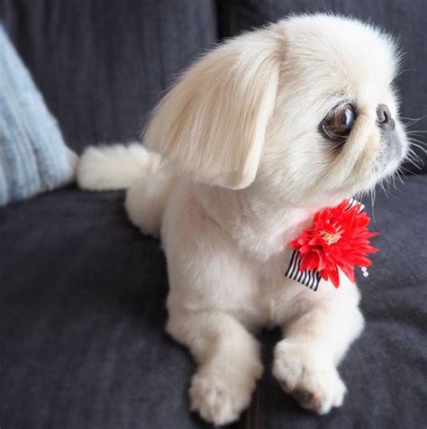 18 Best Pekingese Haircuts For Dog Lovers Artofit