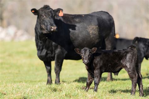 How Mineral Nutrition Impacts Beef Cattle Reproduction Ralco Agriculture