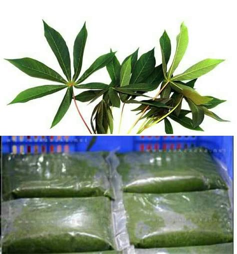 Health Benefits Of Fresh Cassava Leaves10 Uses Of Cassava Leaves Nigerian Health Blog