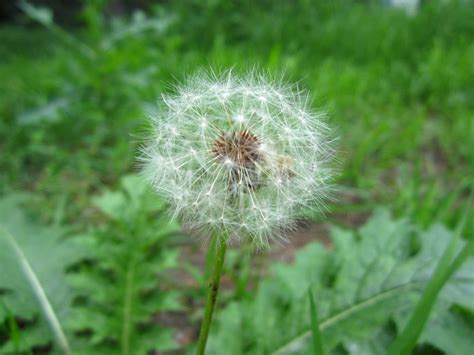 科学网—仲夏哈尔滨—那些植物园的花儿 杨国力的博文