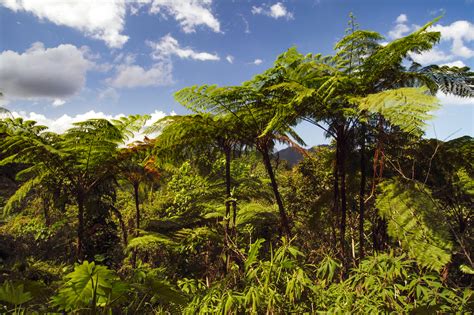 Cuban Forest