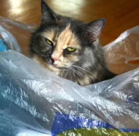 Пакетированные котики / Питомцы