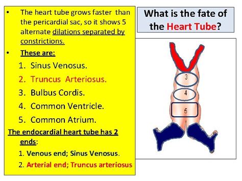 Heart Development Prof Saeed Abuel Makarem Objectives By