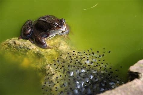 Frog Eggs Hubpages