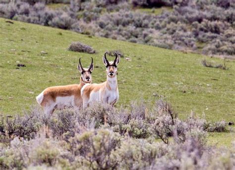 Where Have All The Pronghorn Gone