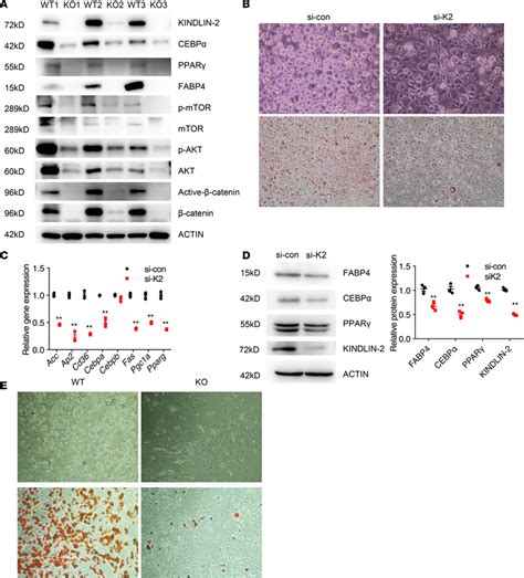 Deletion Of Kindlin 2 Inhibits Adipogenesis In Vitro A Western Blot