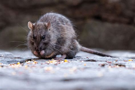 NYC Ranks High on List of America's Rat-Infested Cities, Avoids Top Spot