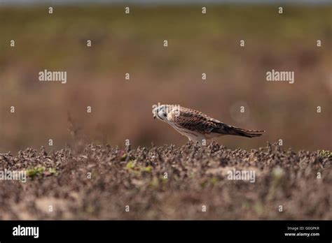 Female American Kestrel Bird Stock Photo Alamy