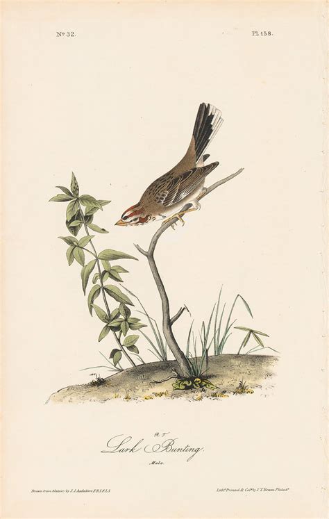 Lark Bunting