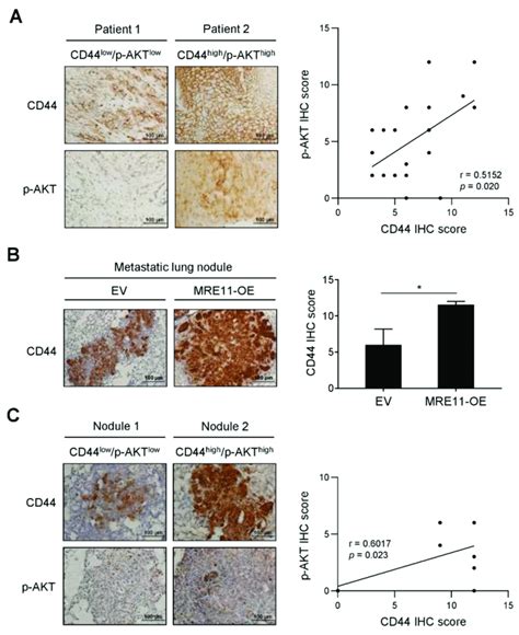 Correlation Analysis For The Expression Of Cd44 And Akt Phosphorylation