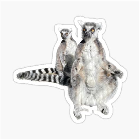 Sun Worshipping Ring Tailed Lemurs Sticker For Sale By Oahulanai