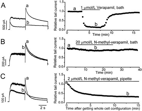 Mechanism Of Block And Identification Of The Verapamil Binding Domain