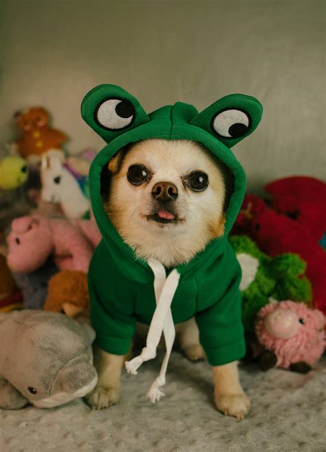 Funny Chihuahua Photos, Download The BEST Free Funny Chihuahua Stock Photos & HD Images