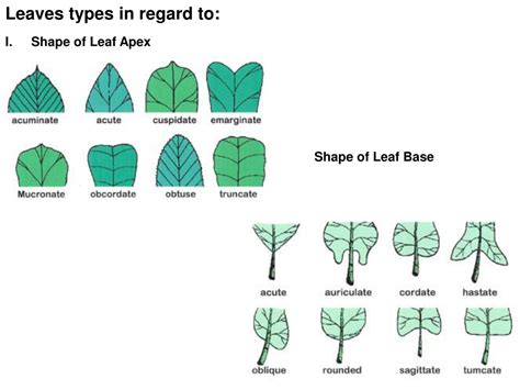 Ppt Plant Morphology Plant Organs Powerpoint Presentation Free