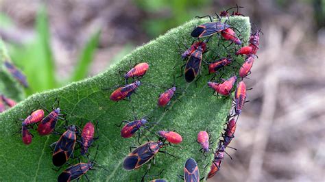 How To Repel Boxelder Bugs From Your Yard Expert Solutions Homes