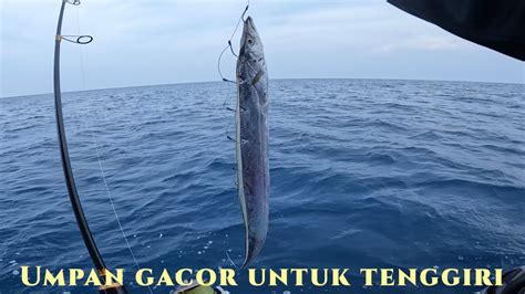 Mancing Tenggiri Pakai Umpan Ikan Layur Youtube