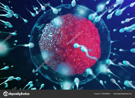 3d Illustration Sperm And Egg Cell Ovum Sperm Approaching Egg Cell