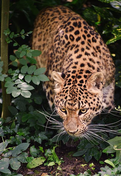 Beautiful Leopard Panthera Pardus Big Cat Amongst Foliage Photograph By