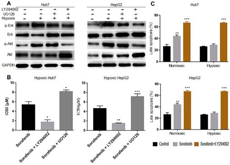 Hypoxia Reduces Hepatocellular Cell Sensitivity By Activating The