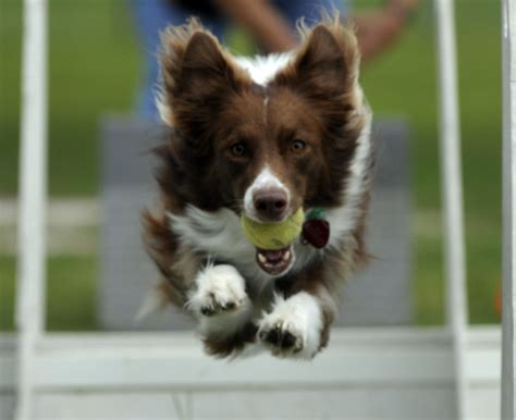 Flyball: A Fun and Active Sport for Canines (Easy Guide)