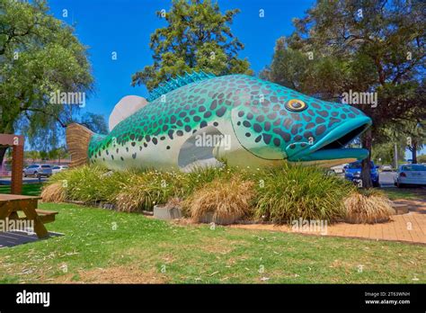 Murray Cod Australia Hi Res Stock Photography And Images Alamy