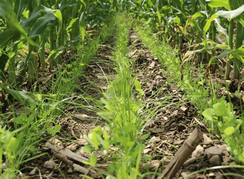 Cover Crops New York Soil Health Initiative