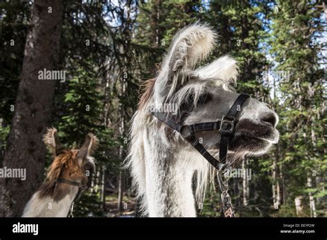 Welcome To The Weird And Wonderful World Of Llamas Llama Trekking Is