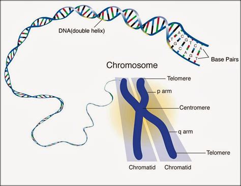Alleles On A Chromosome