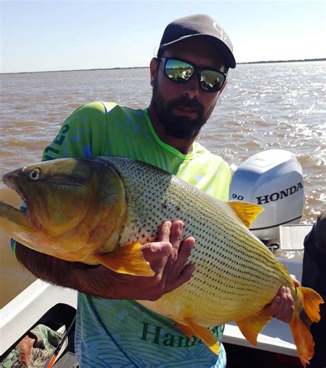 Pescaron Un Dorado De 25 Kilos En Esquina Corrientes Hoy