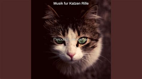 Neugierig Gestresste Katzen Youtube