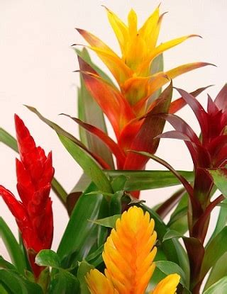 BROMELIADS - over 15 key facts