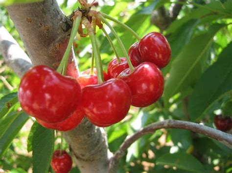 DiÁrio Com A Natureza 20 De Junho Cerejeira Cereja Fruta Flor