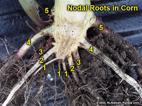 Root Development In Young Corn Purdue University