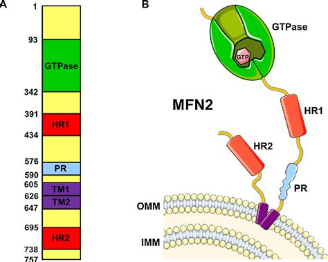 Figure 1 From Highlighting The Endoplasmic Reticulum‐mitochondria