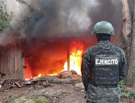 Erradican Mas De Mil Arbustos De Coca En Iriona Col N