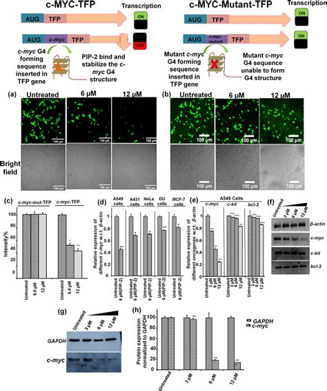 Ac M Tfp Based Reporter Assay Of Pip In Transfected Hek Cells