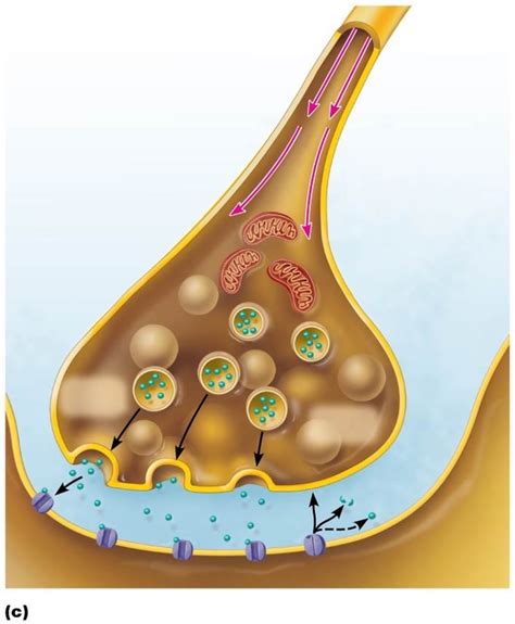 BSC2086L structure of motor neuron Diagram | Quizlet