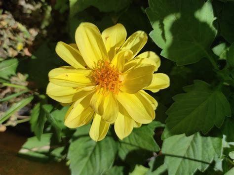 bunga halaman kuning foto gratis  pixabay pixabay