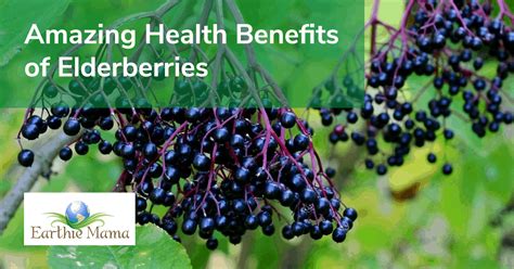 Health Benefits Of Elderberries Earthie Mama