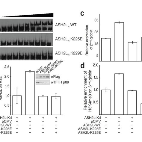 Role Of Ash2l Hwh Domain In The Regulation Of β Globin Gene Expression