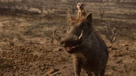 Timon And Pumbaa Disney's The Lion King Live Action Cardboard Standup ...